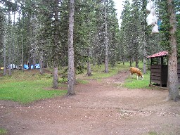 Cows in the Campsite at Beaubien